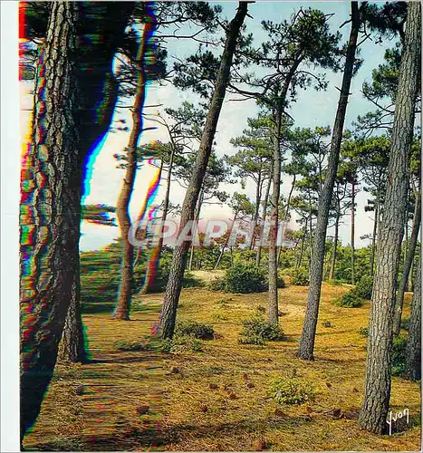Cartes postales moderne Saint Jean de Monts (Vendee) Couleurs et Lumiere de France Foret de pins du Pays de Monts
