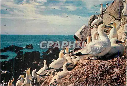 Cartes postales moderne Oiseaux de Bretagne La Bretagne en Couleurs Fous de Bassans dans la Reserve des Sept Iles