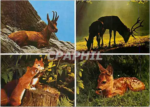 Moderne Karte Animaux des Alpes
