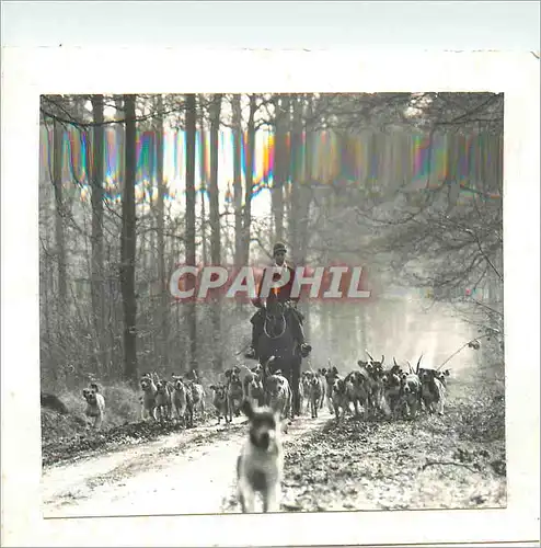 Cartes postales moderne Chasse a courre Chiens