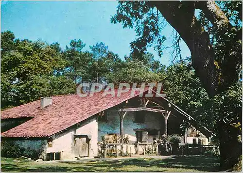 Cartes postales moderne Paysage Landais Jolie Forme Landaise