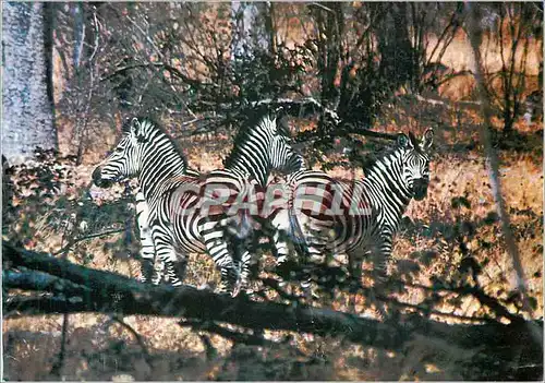 Cartes postales moderne Zebres