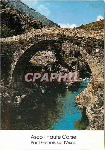 Cartes postales moderne Asco Haute Corse Pont Genois sur l'Asco