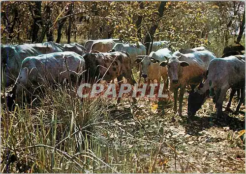 Cartes postales moderne Tchad Loumra Troupeau de Boeufs