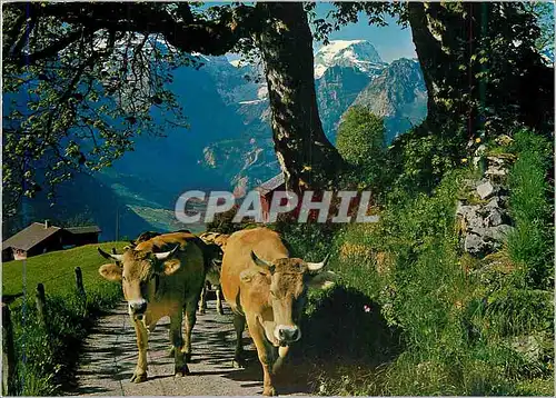 Cartes postales moderne Braunwald Der autofreie Ferienort der Ostschweiz Am Weg zur Braunwald Alp