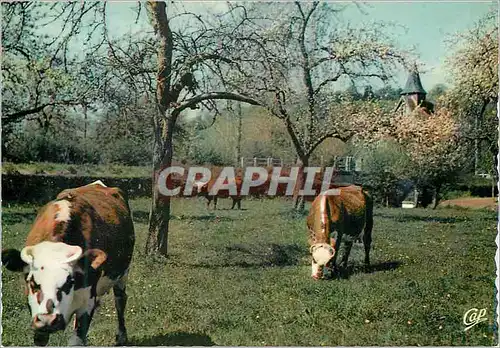 Cartes postales moderne La Normandie Paysage Normand et Pommiers en Fleurs Vaches