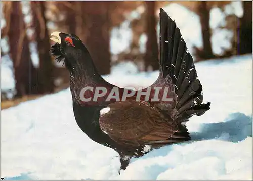 Cartes postales moderne Coq de Bruyere