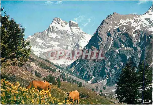 Cartes postales moderne Dans les Alpages du Mont Viso Vaches