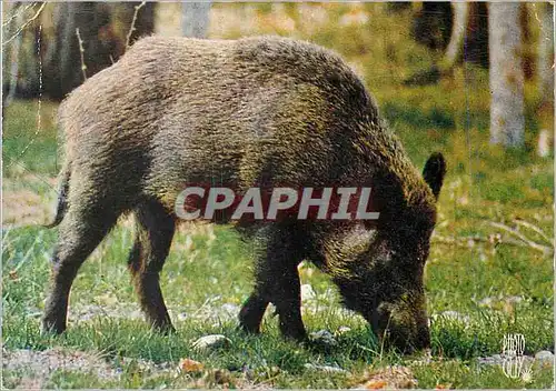 Moderne Karte Le Sanglier Animaux des Alpes