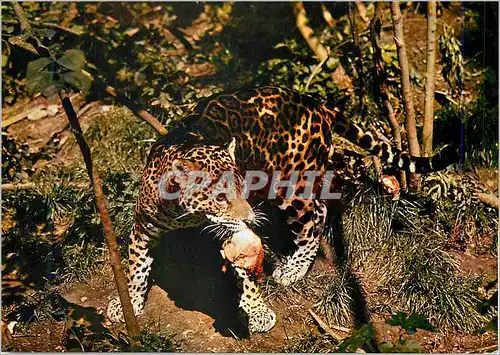 Cartes postales moderne Faune Africaine Leopard