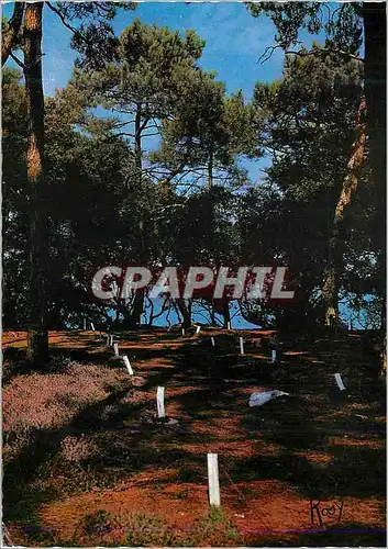 Cartes postales moderne La Vende Noirmoutier Dans les Bruyeres du Bois Vue Sur la Mer