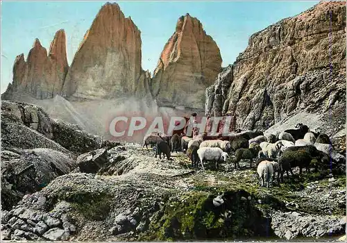 Cartes postales moderne Dolimiti Tre Cime di Lavaredo Berger Moutons