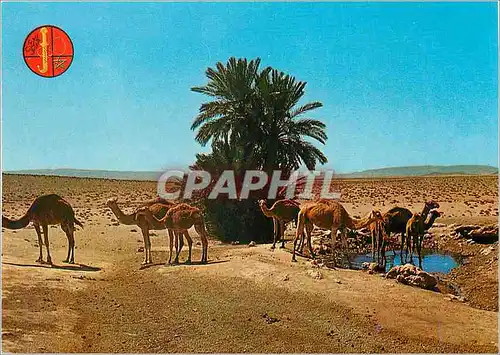Cartes postales moderne Chameaux a la Source (Oasis du Nord Sahara)