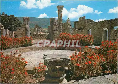 Cartes postales moderne Volubilis (Ruines Romaines) Le Maison aux Colonnes