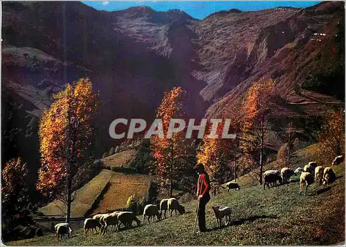 Cartes postales moderne Route du Montvalier Sommets Pyrenees Paturage