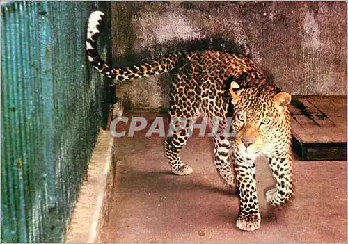 Cartes postales moderne Lyon Le Parc de la Tete d'Or La Pantere Nimir