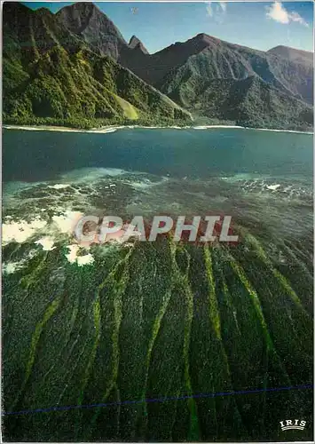 Cartes postales moderne Tahiti Couleurs du Recif