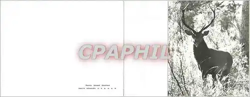 Cartes postales moderne Chasse Cerf
