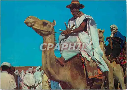 Cartes postales moderne Scenes Typiques du Sud Algerien Chameau