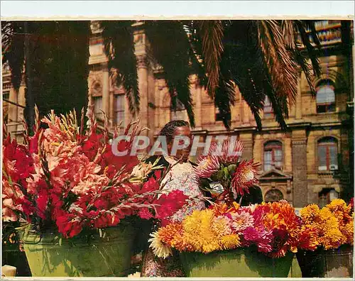 Cartes postales moderne Cape Town South Africa Bargain in Colour A Flower Seller on the Grand Parade