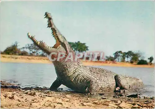 Moderne Karte Faune Africaine Crocodile