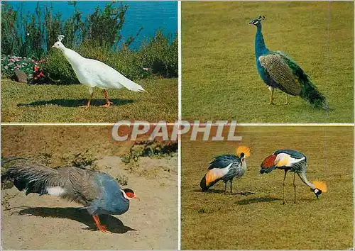 Cartes postales moderne Oiseaux Tanzanie