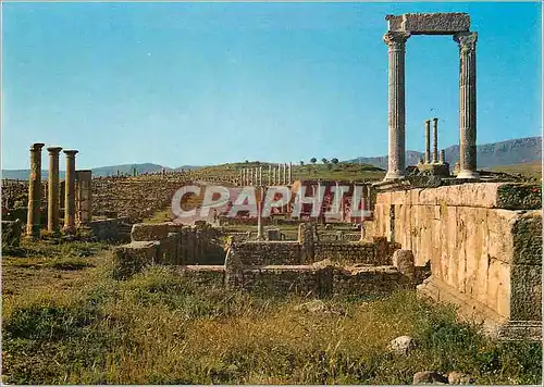 Cartes postales moderne Algerie Timgad Les Colonnes du Capitole