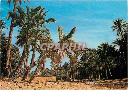 Cartes postales moderne Algerie Le Sud Fascinant Une Palmeraie
