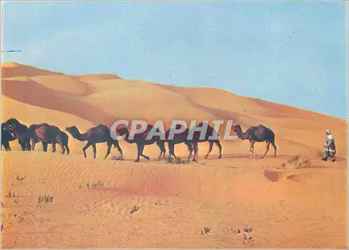Cartes postales moderne Le Hoggar Couleurs et Lumieres d'Algerie La Caravane