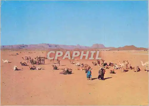 Cartes postales moderne Le Hoggar Couleurs et Lumieres d'Algerie