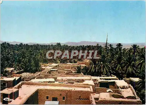 Moderne Karte Algerie Biskra Oasis Vue des Palmiers