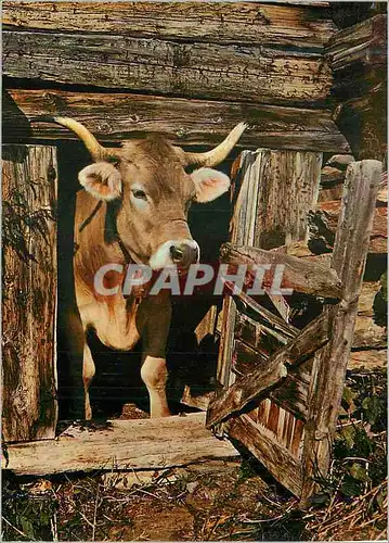 Cartes postales moderne Grueziwohl Bonjour Vache