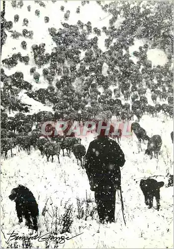 Cartes postales moderne Berger Moutons