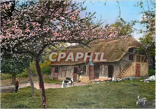 Cartes postales moderne La Normande La Ferme