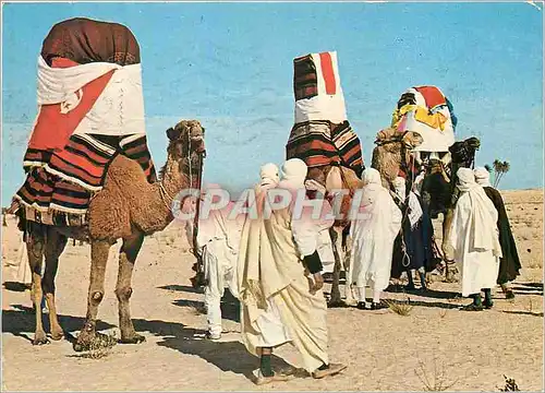 Cartes postales moderne Tunisie Mariage Traditionnel dans le Desert