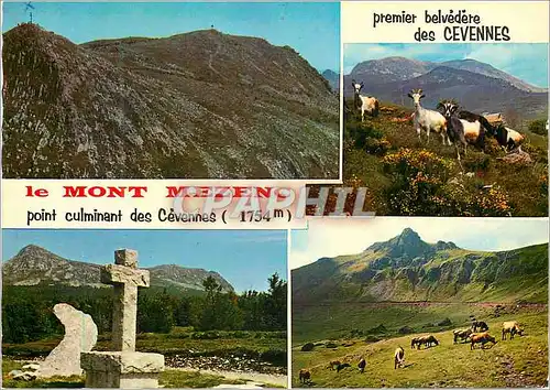 Cartes postales moderne Paysages du Mont Mezenc Chevres