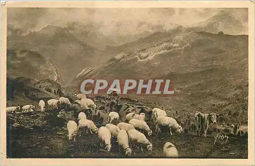 Ansichtskarte AK Les Pyrenees Paturage au col d'Aubisque Vaches Moutons