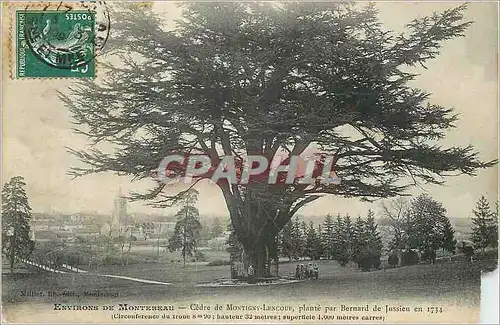 Ansichtskarte AK Environs de Montereau Cedre de Montigny Lencoue plante par Bernard de Jussieu en 1734 Arbre