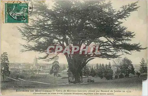 Cartes postales Environs de Montereau Cedre de Montigny Lencoue plante par Bernard de Jussieu en 1734 Arbre