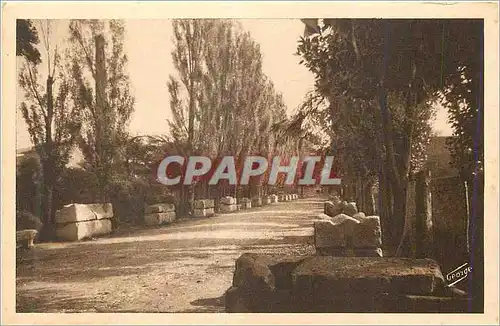 Cartes postales Arles sur Rhone Les Alyscamps Allee des Tombeaux