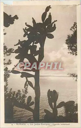 Cartes postales Monaco Les Jardins Exotiques Opuntia Tornentosa