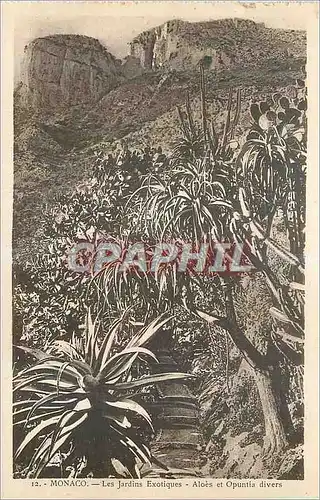 Cartes postales Monaco Les Jardins Exotiques Aloes et Opuntia divers