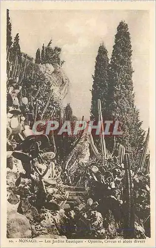 Cartes postales Monaco Les Jardins Exotiques Opuntia Cereus et Aloes divers
