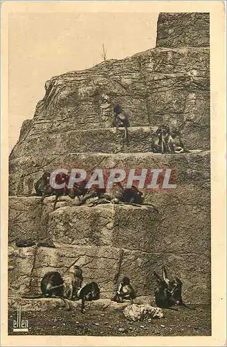Cartes postales Parc Zoologique du Bois de Vincennes le Rocher des Hamadryas Singes