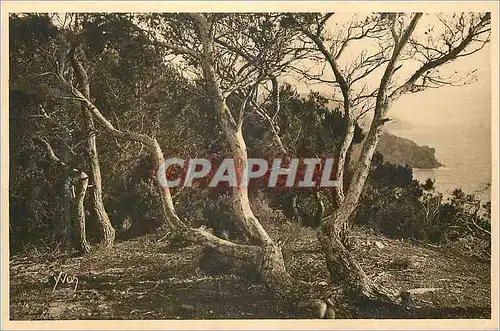 Cartes postales Les Iles d'Hyeres (Var) Porquerolles les Pins d'Alep Cote d'Azur la Douce France