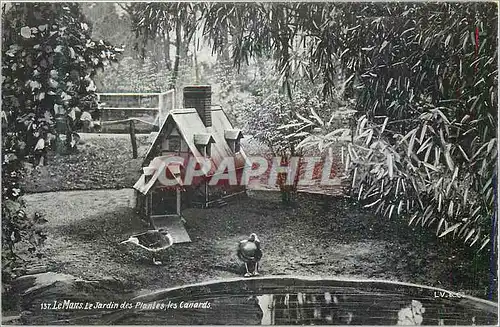 Cartes postales Le Mans le Jardin des Plantes les Canards