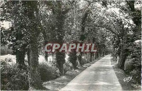 Cartes postales moderne Hillion (C du N) Route d'Hillion