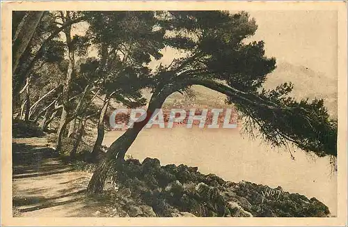 Cartes postales Menton Cap Martin Cote d'Azur La Douce France Sentier dans la Pinede
