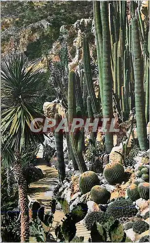 Moderne Karte Principaute de Monaco Les Bords de la Riviera Dans le Jardin Exotique Groupe de Pachycereus et d