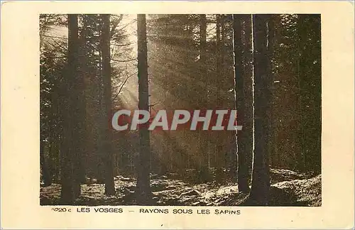 Ansichtskarte AK Les Vosges Rayons sous les Sapins